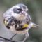 Yellow rumped warbler