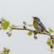 Northern Parula with bill hump