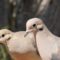 Love Mourning Doves- – would like to think this is a pair–not sure!