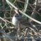 Chipping Sparrow on April 16, 2022