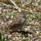 Fledgling Chipping Sparrow chirping
