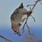 A Hungry Bohemian Waxwing