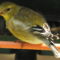 Goldfinch, 17 April