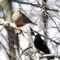 Mourning Dove and Red-winged Blackbird hanging out together