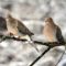 “Mourning Doves Out On A Branch”