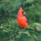 Stunning Northern Cardinal