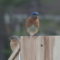 Eastern bluebirds using nest box as a perch