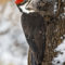 Pileated Woodpecker-Female