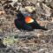 Red-winged Blackbirds on April 24, 2022