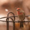 House Finch Looking at Me