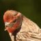 Upper beak missing on a healthy House Finch at my feeder