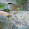 Golden-crowned Sparrow visiting pond.