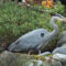 Great Blue Heron visits North Vancouver garden.