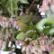 Orange-crowned Warbler visiting Pieris to snack on its blossums.