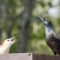Grackle is posturing–Lady woodpecker doesn’t seem impressed.