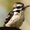 Downy Woodpecker–maybe a juvenile??
