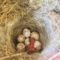 The First Carolina Chickadee Nestling
