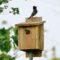 Great crested flycatchers checking out birdhouse.