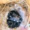 Carolina Chickadee Nestlings are growing fast!