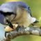 Blue Jay carefully opening a peanut