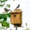 Great crested flycatchers making a nest in our nest box.