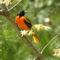 Baltimore Oriole sitting pretty in Spring Blooms,