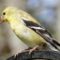 Nice to know we have a pair of American Goldfinches in the neighborhood
