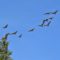 3 dozen Sandhill Crane Flyover!