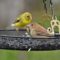 Female Indigo & Goldfinch Sharing