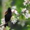 Redwing Blackbird on Apple Blossoms