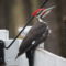 Pileated woodpecker at the suet feeder