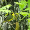 Kentucky Warbler