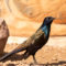 Iridescent Common Grackle, Bronzed adult male