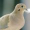 Portrait of a Mourning Dove