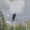 Lone, Wet Crow