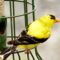 This time of year the male American Goldfinch’s color is stunning!