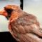 Northern Cardinal looking rough right now—getting ready to be beautiful for the coming Winter??