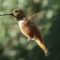 Rufous Hummingbird – Adult Male