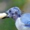 Molting Blue Jay