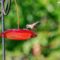 Ruby throat hummingbird came for a drink