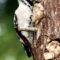 This female Downy Woodpecker loves peanut butter!!
