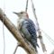 Female Red-bellied Woodpecker–on top of old tree-maybe juvenile??