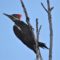 Pileated Ready For Takeoff