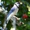 Blue Jay deciding whether to eat peanut or cache it.