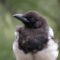 Black-billed Magpie – Juvenile