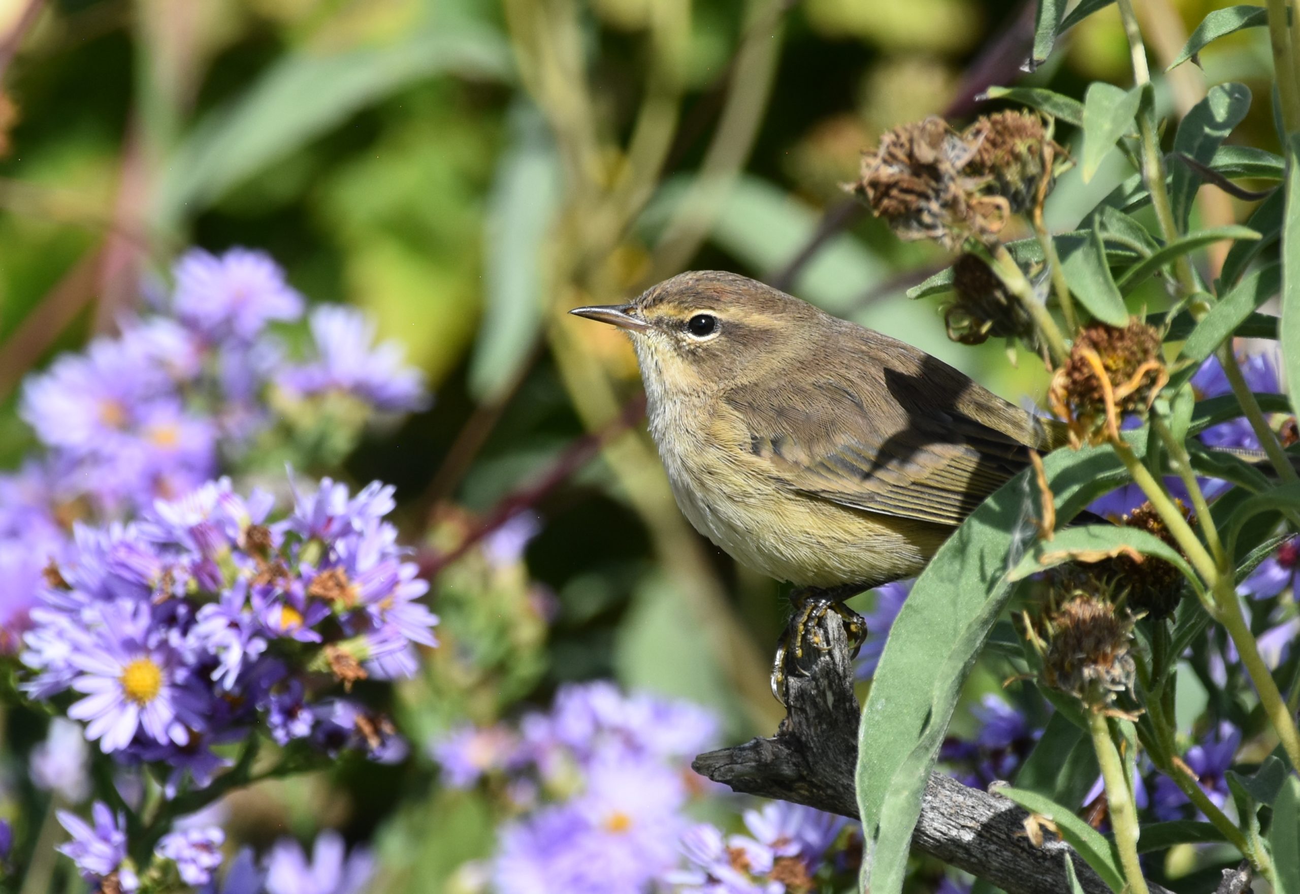 Container Gardening  Celebrate Urban Birds