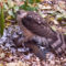 Sharp-shinned Hawk with Mourning Dove prey.