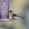Lesser goldfinch at the feeder