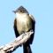 I think this is an Olive-sided Flycatcher ??
