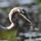 Great Blue Heron snags a darner